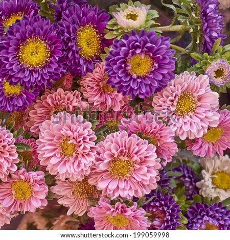 aster flowers bouquet closeup, natural background