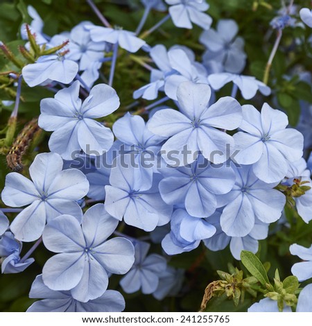 light blue jasmine flowers bouquet closeup, natural background