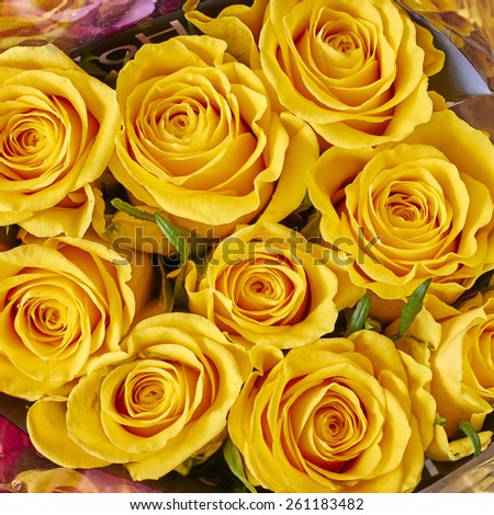 vibrant yellow rose flowers closeup, natural background