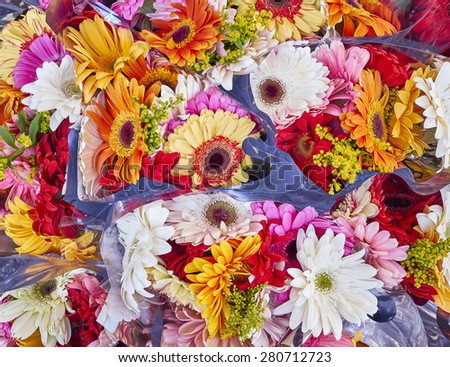 a feast of colorful gerber flowers, natural background