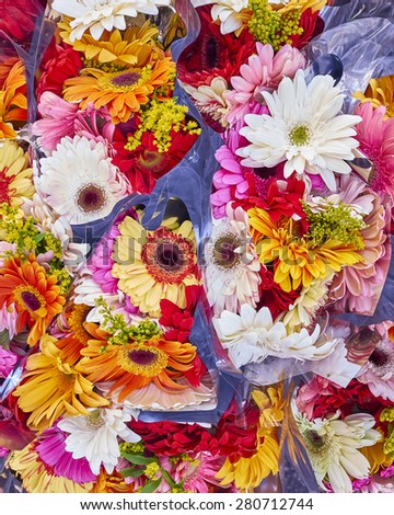 a feast of colorful gerberas, natural background