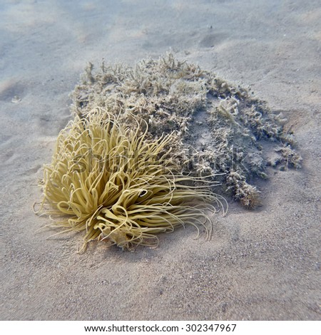 sea anemone closeup on sandy sea bed