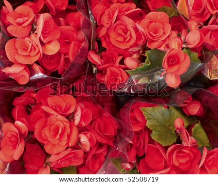 Bouquets of red begonia, background