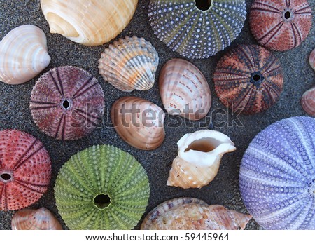 variety of sea shells, urchins and clams on wet sand