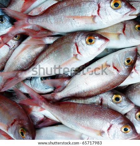   Fishing on Red Sea Bream Fresh Fish Closeup Stock Photo 65717983   Shutterstock