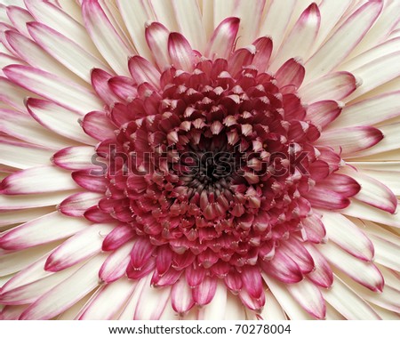 violet and white Gerber daisy closeup, natural background