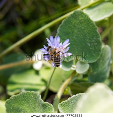 Wild+daisy+flower+pictures