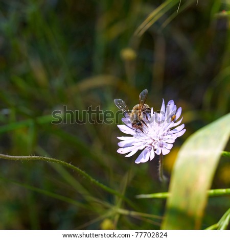 Wild+daisy+flower+pictures