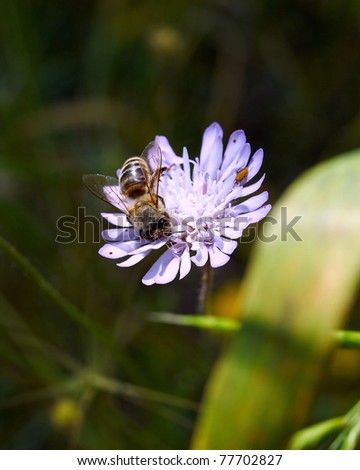 Wild+daisy+flower+pictures