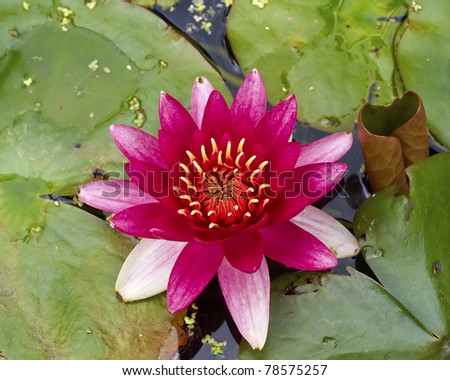 red water lilly flower closeup
