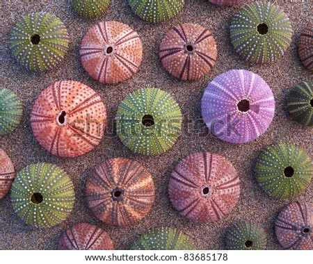 variety of colorful sea urchins on wet sand, natural background