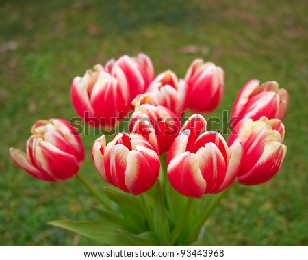 red white tulips bouquet