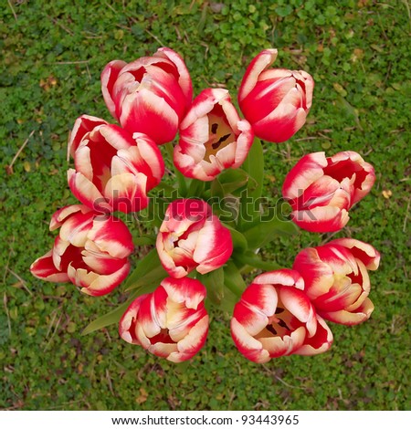 red white tulips bouquet