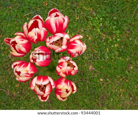 red white tulips bouquet, space for text
