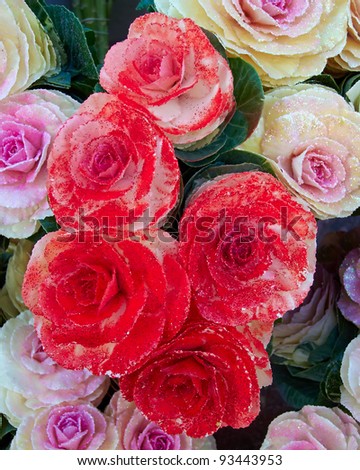 gloss painted cauliflowers, floral background