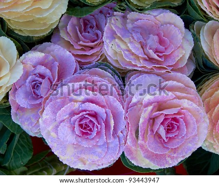 gloss painted cauliflowers, floral background