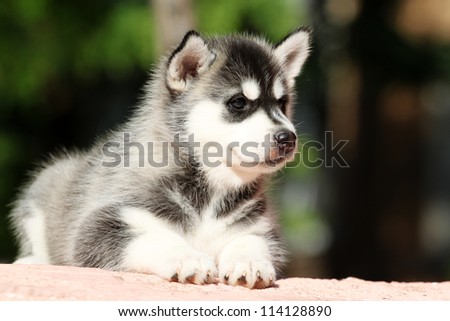 portrait of Siberian Husky puppy