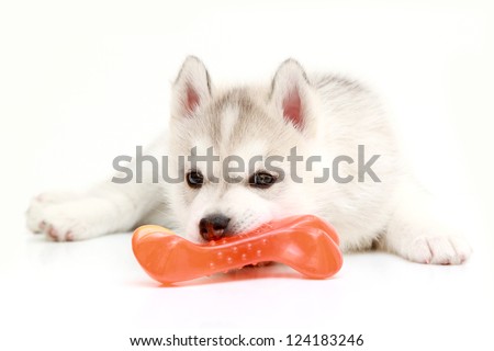 Playful  Siberian Husky puppy