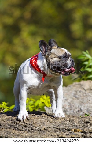 French bulldog dog portrait