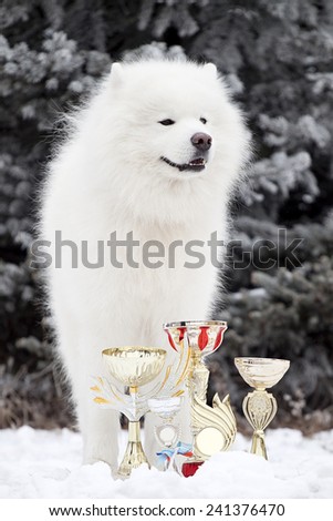 samoed dog in the winter