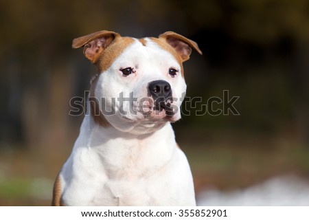 American Staffordshire Terrier outdoor portrait