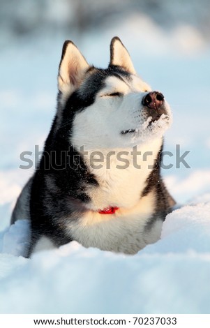 portrait of siberian husky in winter