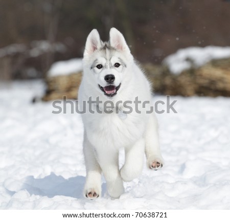husky puppy in the snow