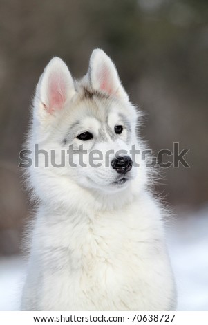 husky puppy in the snow