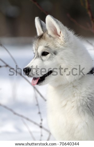 portrait of siberian husky puppy in winter