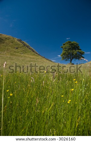 hadriens wall in northumberland a famous tree know locally for its use in the film robin hood price of thieves