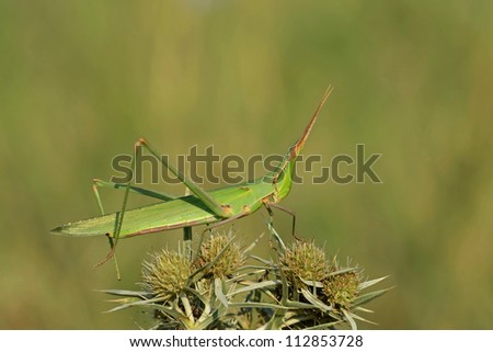 Grasshopper resting on a plant (Acrida ungarica - slant faced grasshopper)