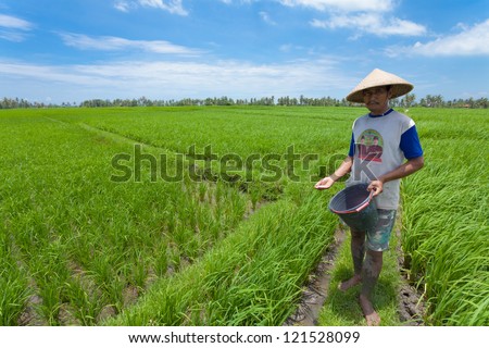 BALI - FEBRUARY 15. Rice farmer using nitrogen fertiliser on his field on February 15, 2012 in Bali, Indonesia. The UN says world rice harvest for 2012 should top 2011 crop, thanks to gains in Asia.
