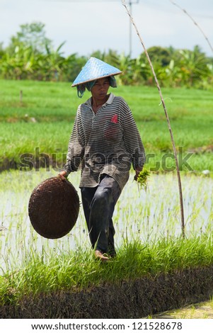 BALI - FEBRUARY 15. Female farmer working in paddy field on February 15, 2012 in Bali, Indonesia. In Indonesia, women provide up to half the total labour input in rice production.