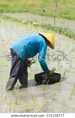 BALI - FEBRUARY 15. Rice farmer planting stalk crop in their paddy field on February 15, 2012 in Bali, Indonesia. Bali\'s fertile volcanic soil has made rice a central dietary staple.
