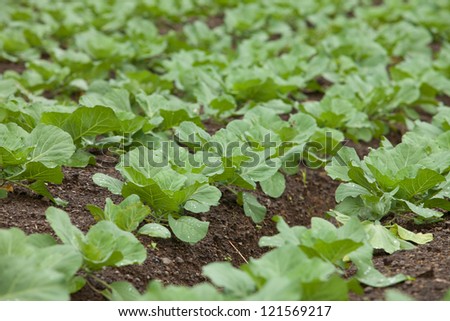 Green vegetable growing in field. Green is a common vegetable in Asian dishes.
