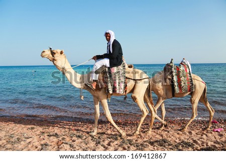 Dahab, Sinai - January 29, 2011: Bedouin Man With Camels On Beach During Safari In Dahab, Egypt On January 29, 2011. Local Bedouins Rely On Tourism To Make A Living In The Harsh Desert.