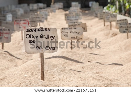 HABARADUWA, SRI LANKA - MARCH 11, 2014: Turtle eggs laid in sand at Sea Turtle Farm and Hatchery. The center was started in 1986 and up to now they released more than 500,000 Turtles to ocean