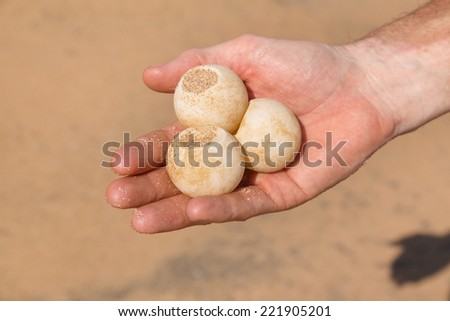 Man\'s hand holding three turtle eggs at Sea Turtle Farm and Hatchery in Sri Lanka.