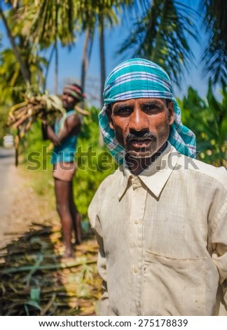 HAMPI, INDIA - 28 JANUARY 2015: Portrait of Indian worker with second worker loading sugarcane on truck