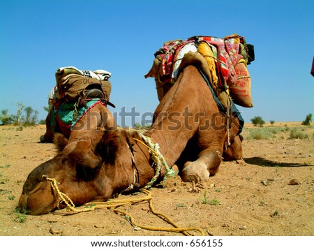 Camel sleeping during a desert safari pause