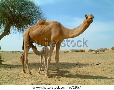 Baby camel feeding on mother camel in the desert in india