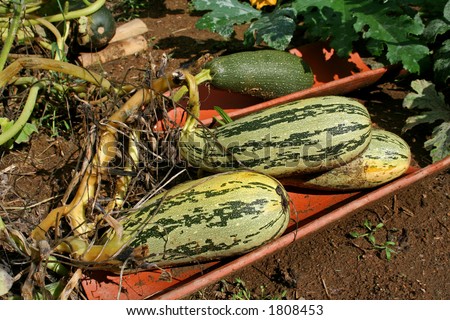 zucchini in vegetable patch