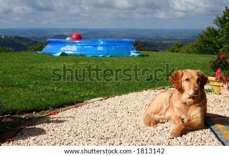 dog in garden dreaming to himself how happy he is