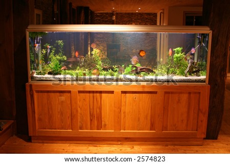 fish tank at night in beautiful house
