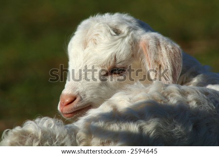 little lamb turning its head to the camera