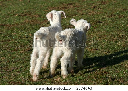 two backsides of little lambs
