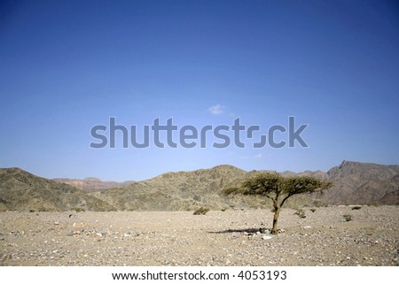 dry desert in red sea region, sinai, egypt