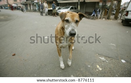 curious dog in paharganj, delhi, india