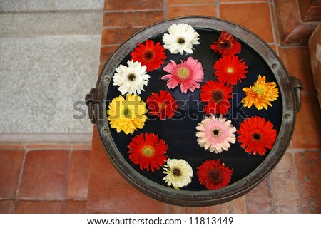 colourful flowers floating in water