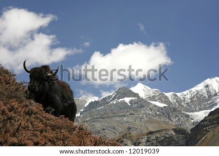 http://image.shutterstock.com/display_pic_with_logo/54561/54561,1209399309,1/stock-photo-wild-yak-in-himalayas-annapurna-nepal-12019039.jpg